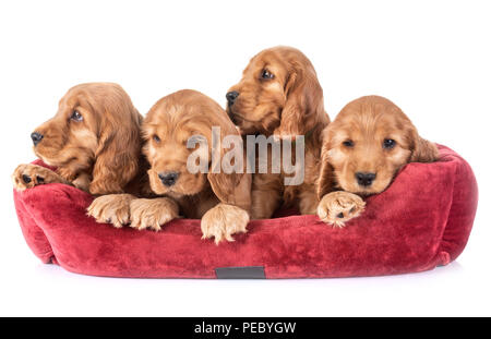 puppies cocker spaniel in front of white background Stock Photo