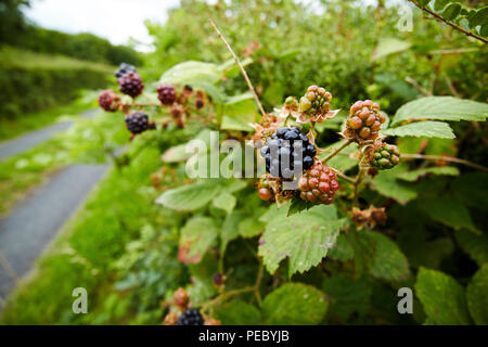 blackberries growing in a hedgerow on a country lane in ireland Stock Photo