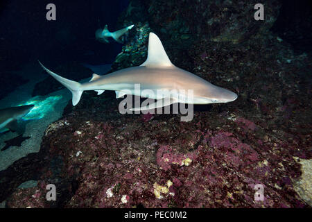 Although rarely seen, the sandbar shark, Carcharhinus plumbeus, is likely the most numerous of all shark species found in Hawaii. Stock Photo