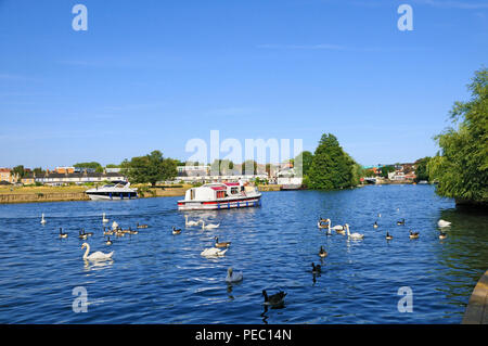 Pleasure cruiser boat and wildfowl on the River Thames at Windsor, Berkshire, England, UK Stock Photo