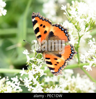 Kleiner Fuchs, Aglais urticae, Schmetterling, Stock Photo