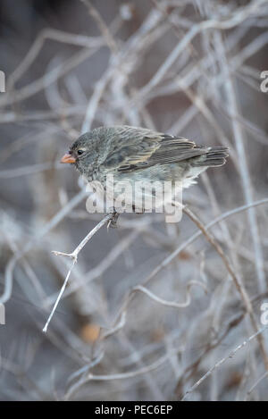 Darwin Finch, Galápagos Stock Photo