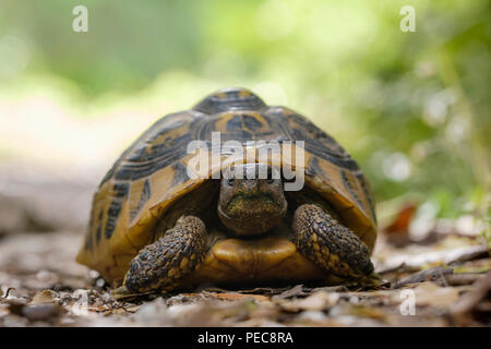Hermann's tortoise (Testudo hermanni) on forest soil, Albania Stock Photo