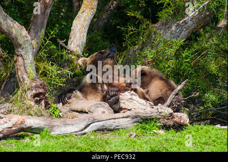 Kamchatka brown bear (Ursus arctos beringianus), mother animal with its cups, Kurile lake, Kamchatka, Russia