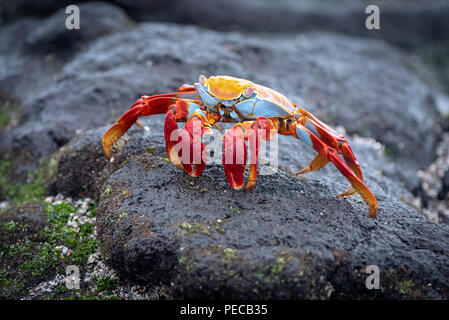 Sally Lightfoot crab, Galápagos Stock Photo