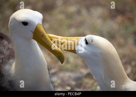 Waved Albatross Courtship Stock Photo