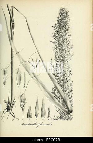 Arundinella flammida - Species graminum - Volume 3. Stock Photo