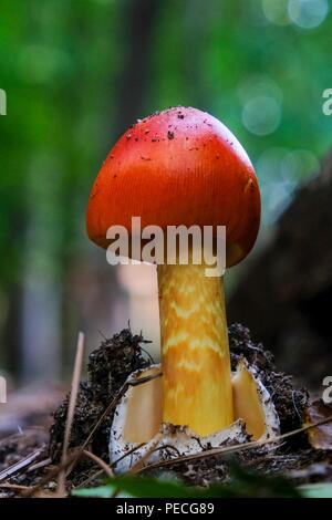 Early growth stage of an American Caesars's mushroom, Amanita jacksonii, sprouting from the volva with beautiful red bulbous cap at Yates Mill County  Stock Photo