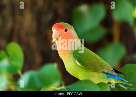 Rosy-faced lovebird perches on branch close up Stock Photo