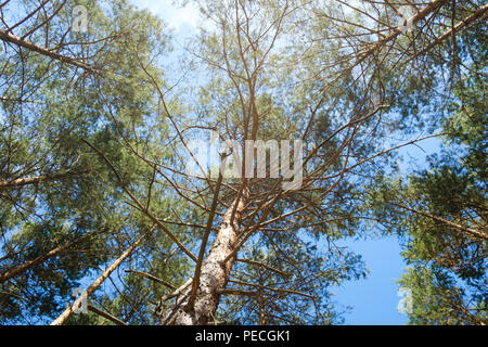 pine trees and blue sky - looking up inside forest - Stock Photo