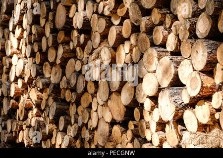 logs of trees - lumber industry - wood production Stock Photo