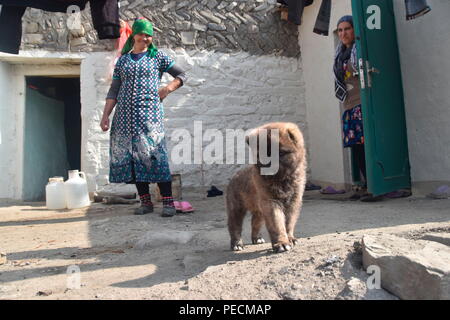 Caucasian Shepherd Dog, puppy, Khinalig, Quba, Aerbaijan Stock Photo