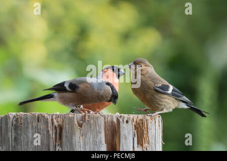 Common bullfinch, pair with young, Lower Saxony, Germany, Pyrrhula pyrrhula Stock Photo