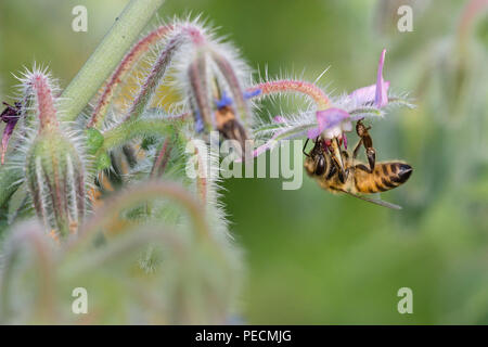 Honeybee on Common Borage, Lower Saxony, Germany, Borago officinalis, Apis mellifera Stock Photo