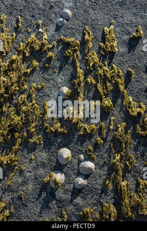 Limpets clinging to a seaweed covered rock face. Stock Photo