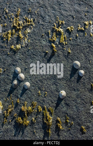 Limpets clinging to a seaweed covered rock face. Stock Photo