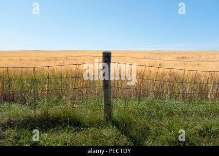 fence around a corn field. Stock Photo