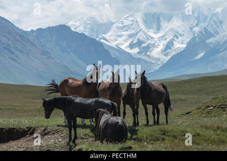 Horses grazing in front of Tien Shan snow-capped mountains, Sary Jaz valley, Issyk Kul region, Kyrgyzstan - Stock Photo