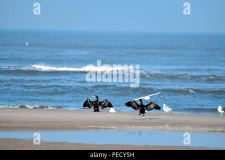Beach, Juist, National Park Wadden Sea, Lower Saxony, East Frisian Island, Germany Stock Photo