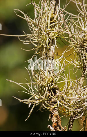 Air plant in natural habitat Stock Photo