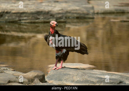 Red-headed Vulture, Sarcogyps calvus, Panna Tiger Reserve, Madhya Pradesh, India. Critically endangered species of India Stock Photo