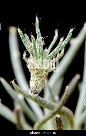 Astrophytum caput-medusae or Digitostigma caput-medusae with small bud on  branch Stock Photo - Alamy
