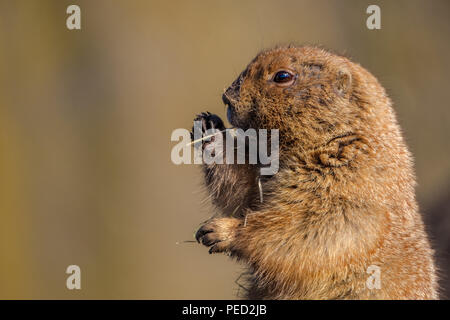 Wildlife Portrait: Prairie Dog/Gopher Stock Photo - Alamy