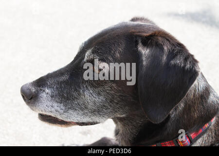 close up of elderly or old dog with grey whiskers, (canis lupus f. familiaris) Stock Photo