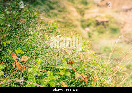 Numerous rain drops on grass blades at a forest medow. Stock Photo