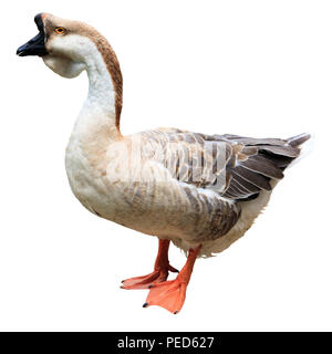 Big adult goose isolated on white background Stock Photo