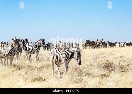 HartmannÕs Zebra are the larger of the two zebra found in Namibia and are similar in appearance to South AfricaÕs Cape Mountain Zebra, except bigger.  Stock Photo