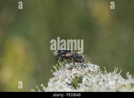 A spotty-eyed hovefly (Eristalinus sp) Stock Photo