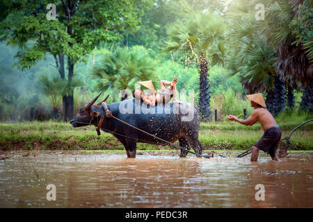 Thailand the family farmer relaxing with a buffalo on the rice field after work and so happy. Stock Photo