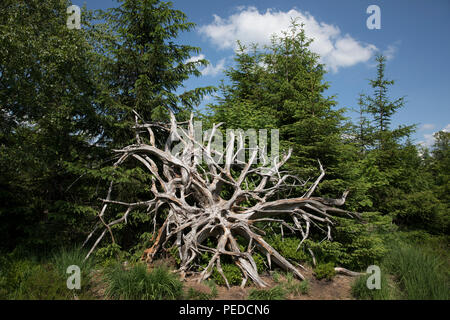 The sun bleached root sructure of an fallen tree in the Black Forest  area of Germany, Europe. Stock Photo