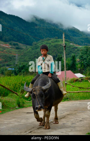 Kind, Wasserbueffel Tha Pin, Vietnam Stock Photo