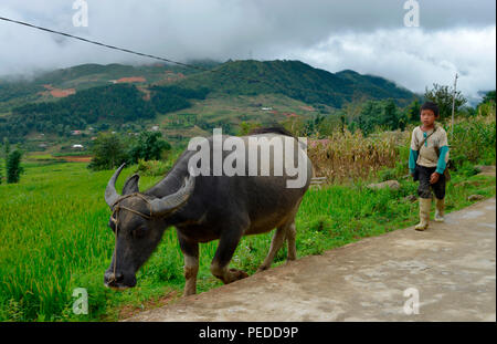 Kind, Wasserbueffel Tha Pin, Vietnam Stock Photo