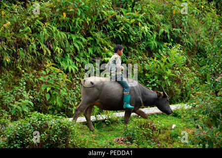 Kind, Wasserbueffel Tha Pin, Vietnam Stock Photo