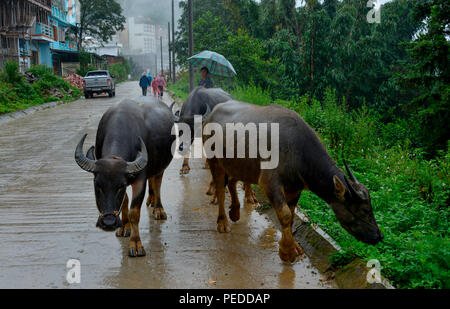 Wasserbueffel, Strasse, Sa Pa, Vietnam Stock Photo