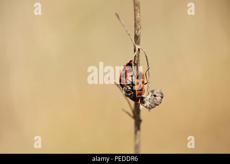 Two firebugs on a dry twig, Pyrrhocoris apterus insect Stock Photo