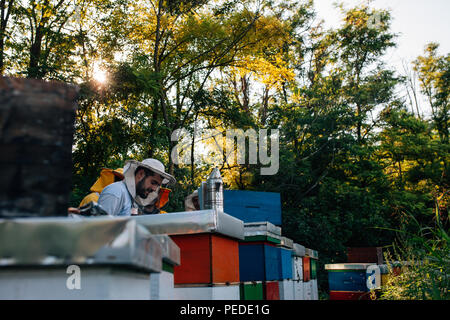 Beekeepers collecting honey from bees on apiary Stock Photo