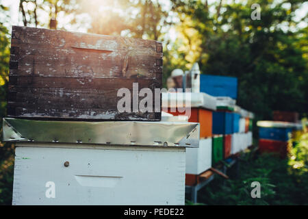 Honeycomb closeup with nice sunset light on apiary Stock Photo