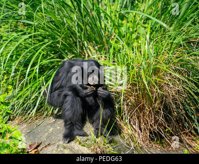 Siamang gibbon monkey or Symphalangus syndactylus : eating with green natural background Stock Photo