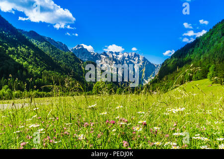 View on green meadow with blloming flowers by Logar valley in the slovenian Alps Stock Photo