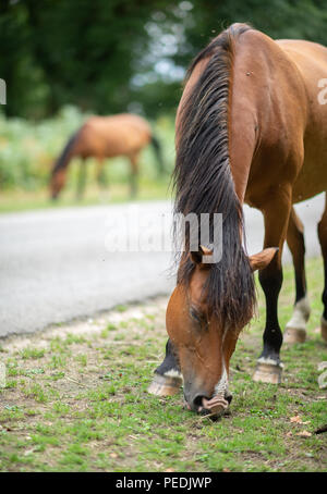 Two tan and black New Forest ponies grazing by the roadside. Soft background. Hampshire, UK Stock Photo