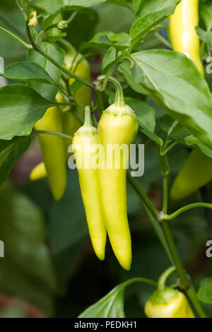 Capsicum annuum. Chilli pepper 'Hungarian Hot Wax' fruit. Stock Photo