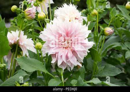 Dahlia 'Cafe au Lait' flowers. Stock Photo