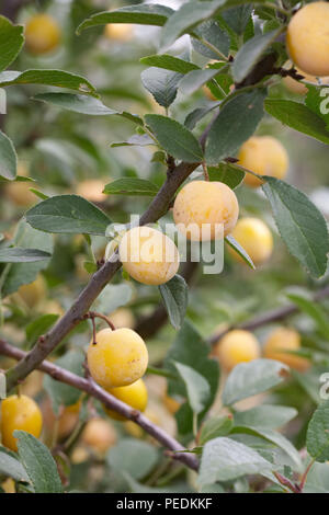 Prunus insititia 'Mirabelle de Nancy' . Plum 'Mirabelle de Nancy' fruit. Stock Photo