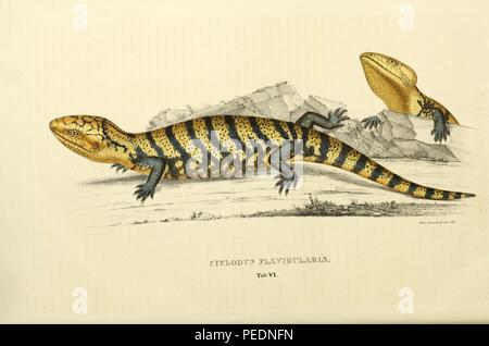 Color print depicting a pair of giant blue-tongued skinks or lizards, from the genus Tiliqua, with yellow and black markings, captioned 'Cyclodus Flavigularis', 1828. Courtesy Internet Archive. () Stock Photo