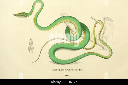 Color print depicting both dorsal and ventral views of a yellow and green snake, captioned 'Dryophis Splendidus' likely the Asian vine snake (Ahaetulla prasina) also termed Gunther's whip snake, Boie's whip snake, or the Oriental whip snake, from Johann Wagler's 'Descriptiones et Icones Amphibiorum', 1828. Courtesy Internet Archive. ()