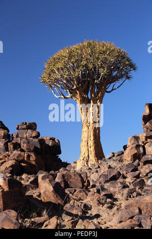 Quiver tree ((Aloidendron dichotomum) growing amongst Dolerite rock near Keetmanshoop, Namibia. Stock Photo